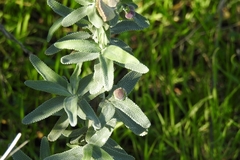 Rhopalomyia audibertiae
