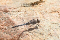 Orthetrum chrysostigma