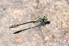 Ophiogomphus mainensis