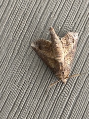 Paectes abrostoloides