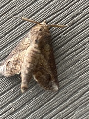 Paectes abrostoloides