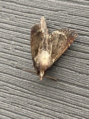 Paectes abrostoloides