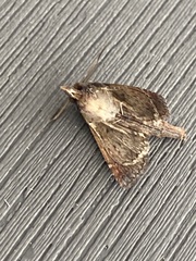 Paectes abrostoloides