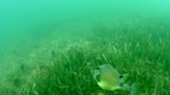 Lactophrys bicaudalis