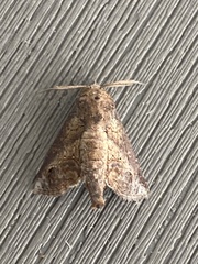 Paectes abrostoloides