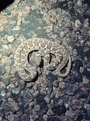 Dasypeltis scabra