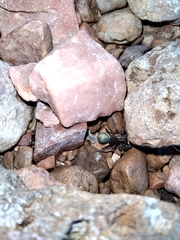 Diapontia uruguayensis