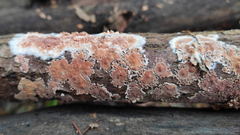 Cylindrobasidium evolvens