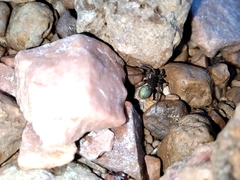 Diapontia uruguayensis
