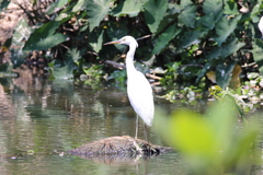 Egretta garzetta dimorpha