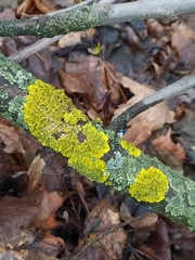 Xanthoria parietina