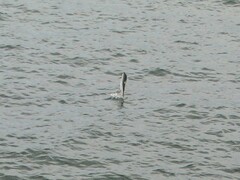 Oncorhynchus gorbuscha