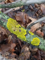 Xanthoria parietina