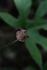 Dorstenia contrajerva