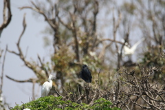 Egretta garzetta dimorpha