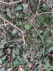 Hedera helix