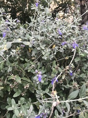 Teucrium fruticans