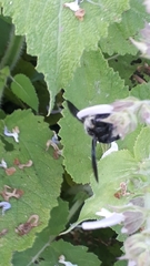 Xylocopa valga