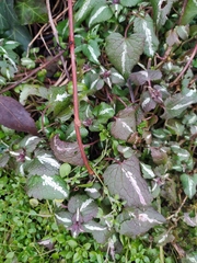 Lamium maculatum