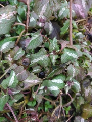 Lamium maculatum