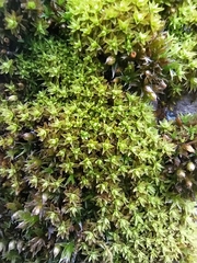 Nyholmiella obtusifolia