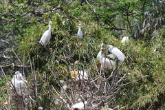 Egretta garzetta dimorpha