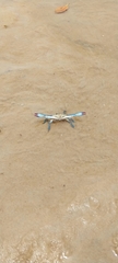 Callinectes sapidus