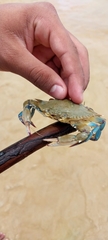 Callinectes sapidus