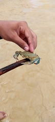 Callinectes sapidus