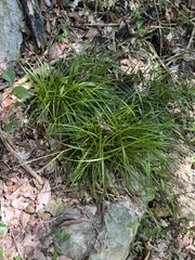 Carex debilis