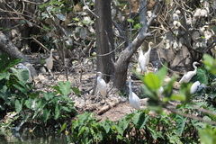 Egretta garzetta dimorpha