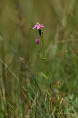Centaurium littorale