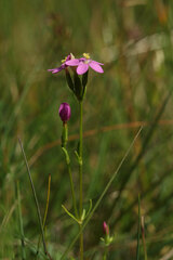 Centaurium littorale