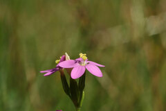 Centaurium littorale