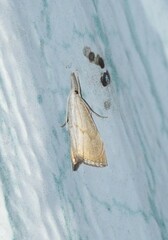 Haimbachia placidellus