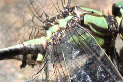 Ophiogomphus mainensis