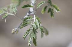 Vachellia hebeclada