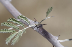 Vachellia hebeclada