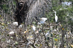 Egretta garzetta dimorpha