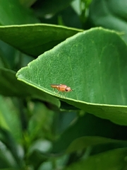Diptera