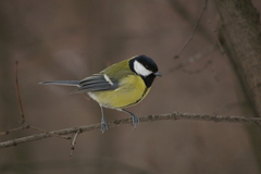 Parus major