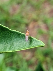 Diptera