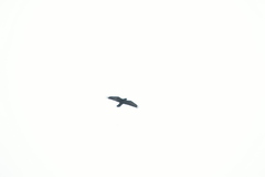 Corvus corax
