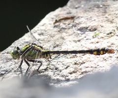 Ophiogomphus mainensis