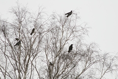 Corvus corax
