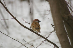 Passer montanus