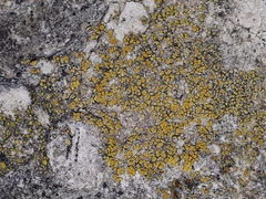 Candelariella efflorescens