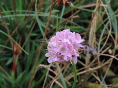Armeria welwitschii