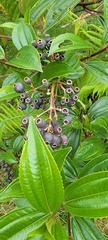 Miconia crocea