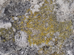 Candelariella efflorescens